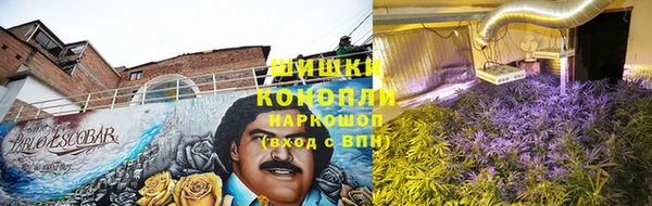 стаф Богданович